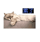 シェリーボーイ只今参上！（個別スタンプ：5）