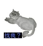 シェリーボーイ只今参上！（個別スタンプ：8）