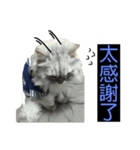 シェリーボーイ只今参上！（個別スタンプ：10）