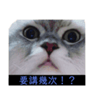 シェリーボーイ只今参上！（個別スタンプ：13）