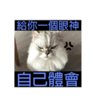 シェリーボーイ只今参上！（個別スタンプ：14）
