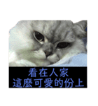 シェリーボーイ只今参上！（個別スタンプ：15）