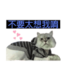 シェリーボーイ只今参上！（個別スタンプ：16）