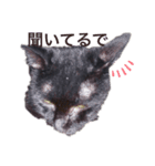 気持ちや感情を伝える猫（個別スタンプ：3）