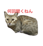 気持ちや感情を伝える猫（個別スタンプ：5）