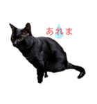 気持ちや感情を伝える猫（個別スタンプ：6）