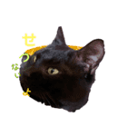 気持ちや感情を伝える猫（個別スタンプ：8）