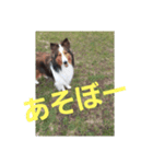 デイビス 1（個別スタンプ：4）
