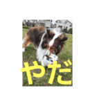 デイビス 1（個別スタンプ：5）