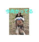 デイビス 1（個別スタンプ：12）
