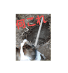 デイビス 1（個別スタンプ：14）