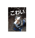 デイビス 1（個別スタンプ：15）