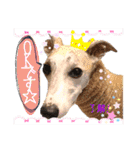 ウィペット ロビのすたんぷ！！ 日常編（個別スタンプ：1）