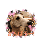 ウィペット ロビのすたんぷ！！ 日常編（個別スタンプ：10）