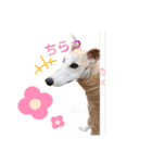 ウィペット ロビのすたんぷ！！ 日常編（個別スタンプ：13）