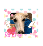 ウィペット ロビのすたんぷ！！ 日常編（個別スタンプ：14）