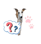 ウィペット ロビのすたんぷ！！ 日常編（個別スタンプ：15）