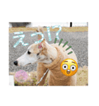 ウィペット ロビのすたんぷ！！ 日常編（個別スタンプ：19）