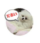 初代モコちゃんスタンプ（個別スタンプ：2）