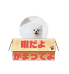 初代モコちゃんスタンプ（個別スタンプ：7）
