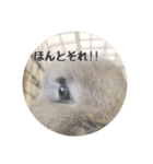 あずきの日常2nd（個別スタンプ：6）