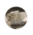 あずきの日常2nd（個別スタンプ：13）