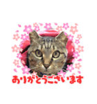 化猫家族（個別スタンプ：7）