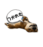 柴キョリ。（個別スタンプ：1）