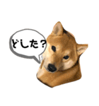 柴キョリ。（個別スタンプ：2）