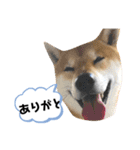 柴キョリ。（個別スタンプ：3）