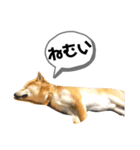 柴キョリ。（個別スタンプ：4）