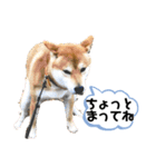 柴キョリ。（個別スタンプ：5）