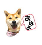 柴キョリ。（個別スタンプ：6）