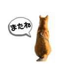 柴キョリ。（個別スタンプ：7）
