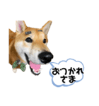 柴キョリ。（個別スタンプ：8）