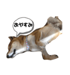 柴キョリ。（個別スタンプ：9）
