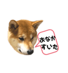 柴キョリ。（個別スタンプ：11）