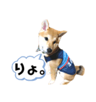 柴キョリ。（個別スタンプ：12）