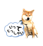 柴キョリ。（個別スタンプ：13）