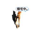 柴キョリ。（個別スタンプ：15）