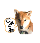 柴キョリ。（個別スタンプ：16）