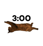 キジトラが時間をお知らせ（個別スタンプ：3）