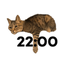 キジトラが時間をお知らせ（個別スタンプ：36）