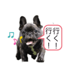 フレンチブルドッグ おはぎ4（個別スタンプ：1）