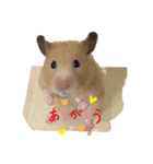 キンクマハムスター ころも2（個別スタンプ：4）