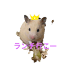 キンクマハムスター ころも2（個別スタンプ：5）