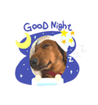 chocolandの日常（個別スタンプ：2）