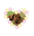 chocolandの日常（個別スタンプ：7）