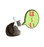 犬猫三昧⑤（個別スタンプ：1）