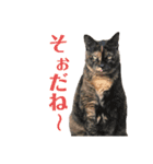 犬猫三昧⑤（個別スタンプ：2）